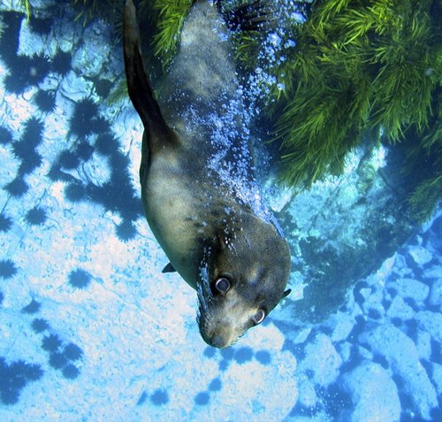 New Zealand Fur seal